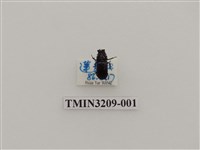 藏品(姬角葫蘆鍬形蟲)的圖片